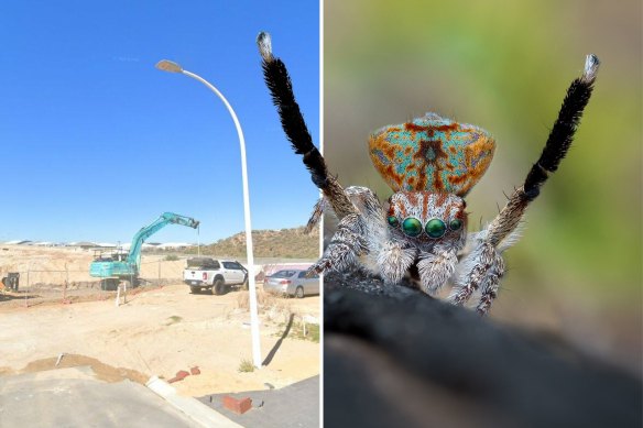 Elavale Estate works are clearing coastal dune vegetation in which the maratus Yanchep has been found. 