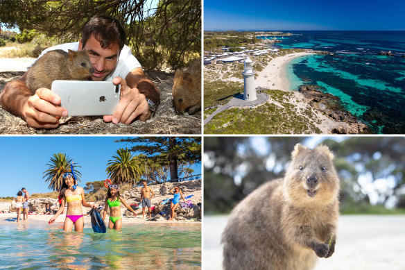 Rottnest Island is seeing record visitors, with celebrities stopping by for quokka selfies.