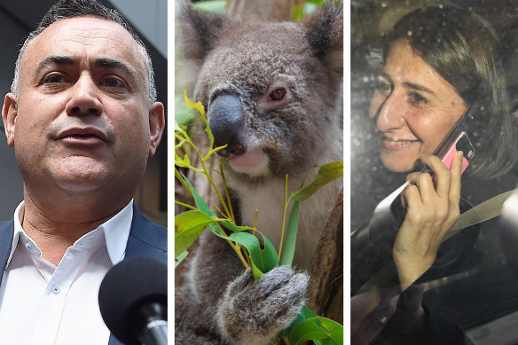 Caught in the middle: Koalas almost blew up relations between John Barilaro and Gladys Berejiklian twice in a matter of months.