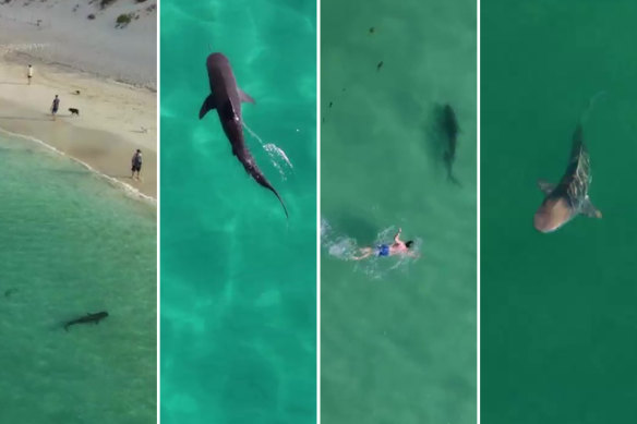 ‘Trevor’ the shark’s visit to Mullaloo beach has been captured by wildlife photographer Curtis Ramsay.