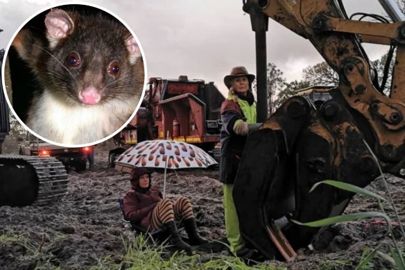 Inset: The western ringtail possum (ADRIAN WAYNE/PARKS AND WILDLIFE); Activists stand in the way of clearing works for the Bunbury Outer Ring Road earlier in August (SOUTH WEST FOREST DEFENDERS).