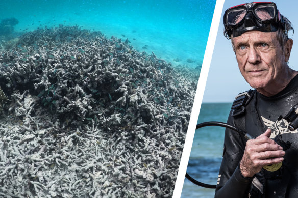 Charlie Veron, the "Godfather of Coral", right, and dead Staghorn coral.