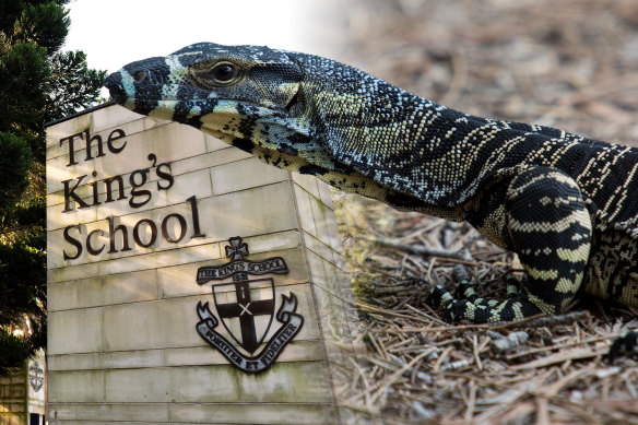 A group of older students from King's School reportedly killed a goanna at a school camp in the Hunter Valley last month.