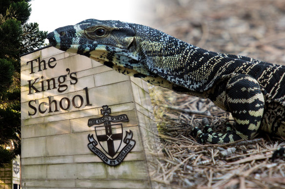 A group of senior King’s School students allegedly killed a goanna at a school camp in the Hunter Valley last month.