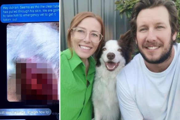 Jake and Lucy’s dog Harry nearly lost his leg following surgery. 