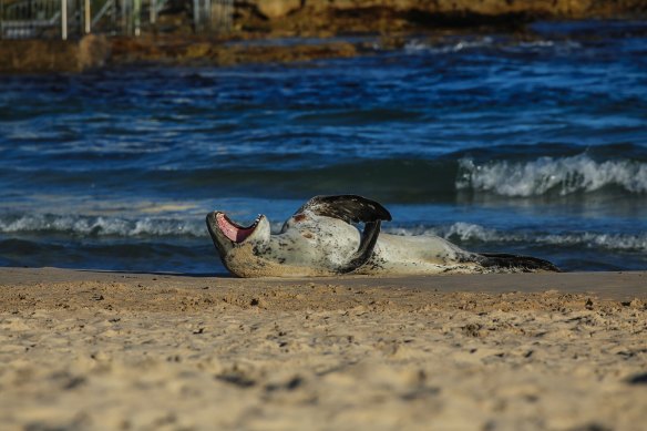 A leopard seal  on Bondi beach.