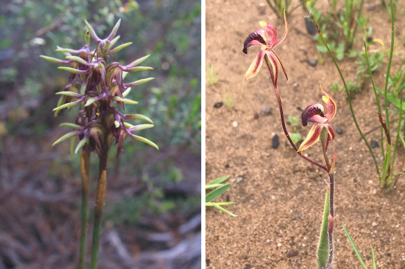 Left: Genoplesium plumosum inflorescence, commonly known as the Tallong midge-orchid. Right: The thick lip spider orchid Caladenia tessellata.