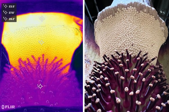 Corpse flowers are capable of generating extraordinary heat at the peak of their fertility.