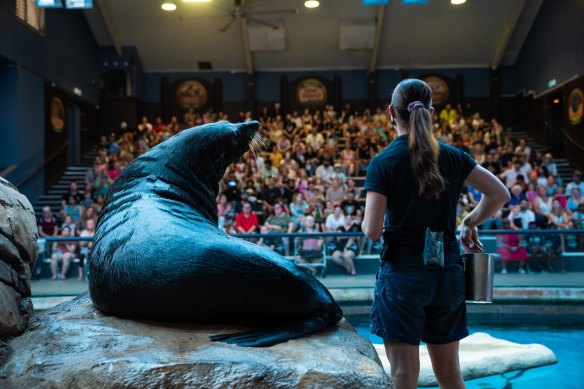 A large seal and its handler giving a demonstration at Sea Life Sunshine Coast.