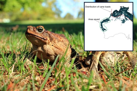 Cane toads were first introduced into Australia nearly 100 years ago. Now they’re on the march in WA’s north. 