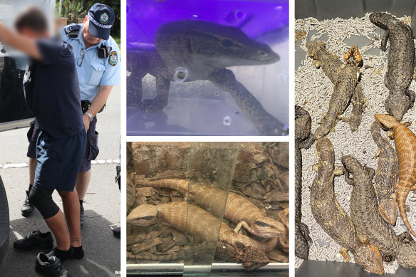 Police have seized hundreds of native lizards and reptiles across Sydney and made four arrests.