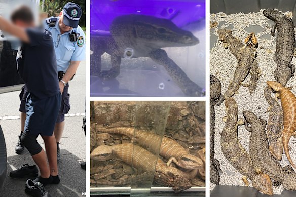 NSW Police raid Pendle Hill, East Hills, Grenfell homes over alleged ...