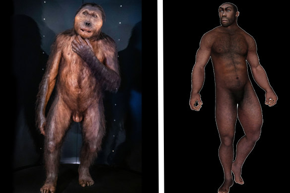 Artists’ impressions of Paranthropus boisei (left) and Homo erectus (right).