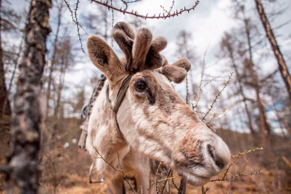 A reindeer in northern Mongolia.  