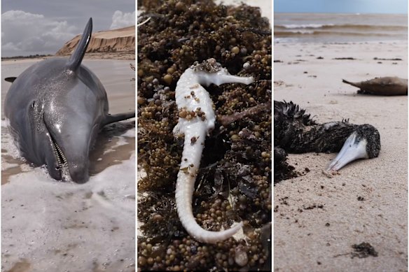 Marine life washed up along the Ningaloo Coast after Tropical Cyclone Narelle.