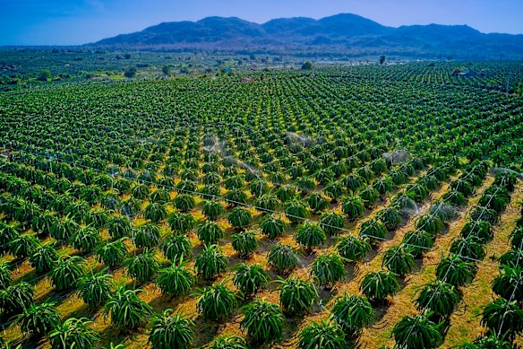 The multi-purpose dragonfruit trees. 
