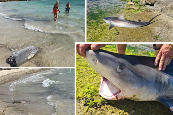 Shark fishing has been banned within 800 metres of any Perth beach. 