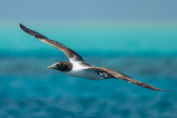 Ashmore Reef is a key breeding ground for seabirds. 