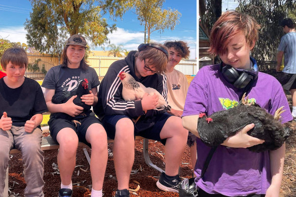 The students sit with the chickens during recess and lunch.