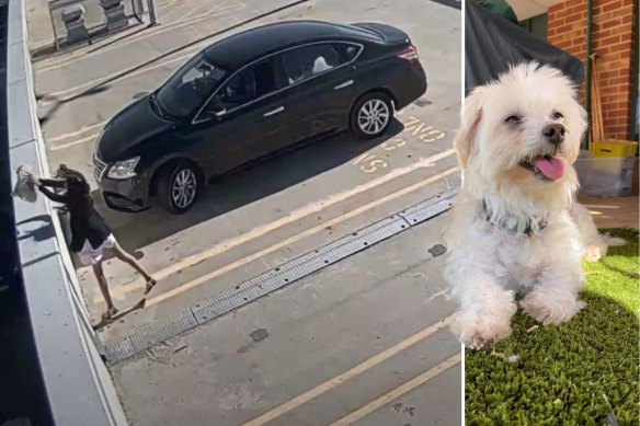 Princess was put down after being thrown off the roof of a Perth shopping centre car park by her owner. 