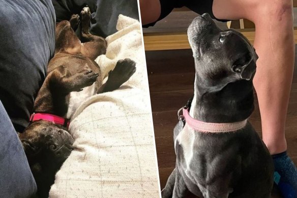 Australian cricket couple Alyssa Healy and Mitchell Starc enjoy posting photos of their dogs on social media, but when Misty and Millie started scrapping on Saturday night, Healy tried to separate them and suffered an injury to her hand.