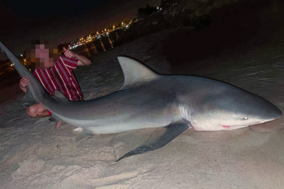 Two teens claim to have caught this bull shark in the Swan River on Wednesday night. 