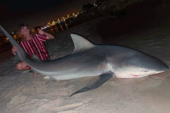 Two teens claim to have caught this bull shark in the Swan River on Wednesday night.