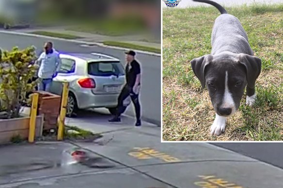 WA Police have released this CCTV vision as they search for Poppy (inset), the American staffy which was allegedly stolen from a home in Shoalwater last month.