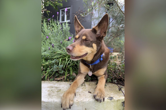 Clancy the kelpie, starring in the 2020 ABC TV show That Christmas. 