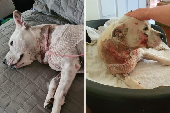 Bogdan Soactar’s dog was severely injured in an attack in Inglewood on Sunday. 