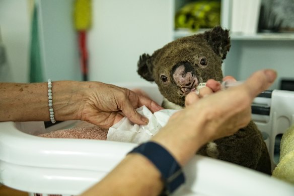 Koala care: Government plans to double the number of koalas in a bid to ensure the marsupials do not become extinct in the wild as threats from habitat loss and bushfires mount.