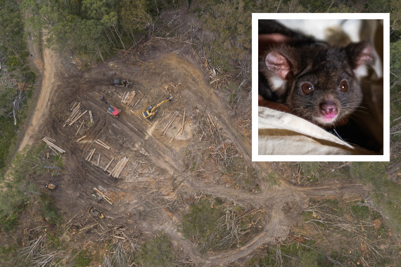 The EPA has investigated logging operations in the Tallaganda State Forest, which is known habitat of the greater glider.