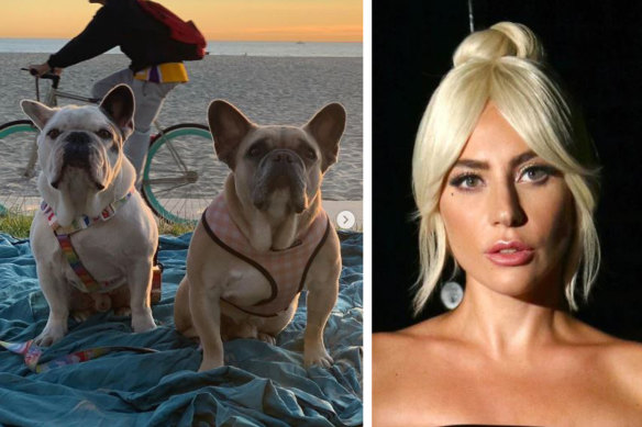 The two bulldogs belonging to Lady Gaga.