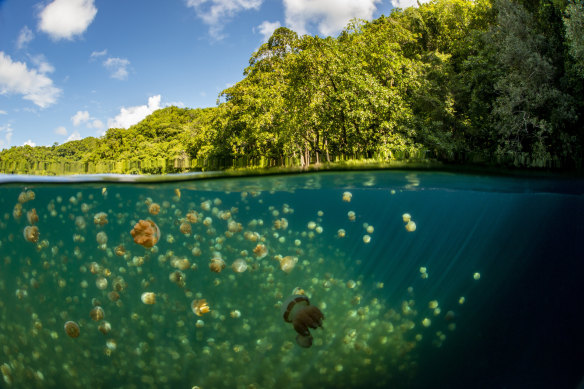 The famous Jellyfish Lake is just one of Palau’s remarkable attractions.