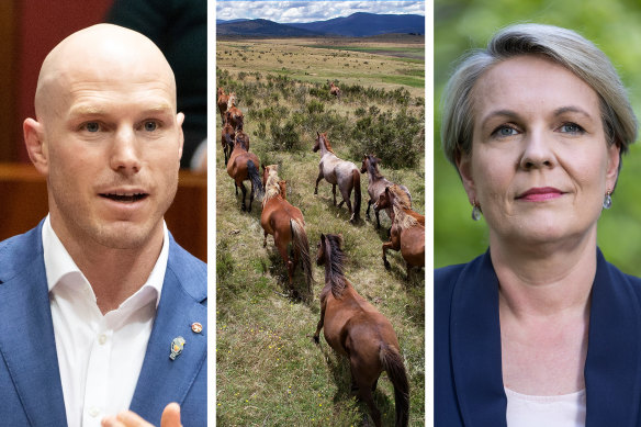 Senator David Pocock wants Environment Minister Tanya Plibersek to remove feral horses from the NSW and Victorian high country. 