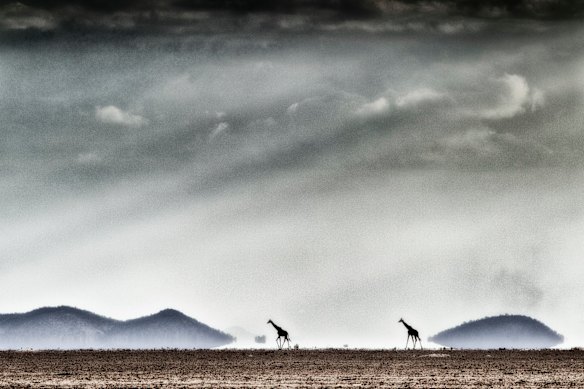 As girafas deslizam pela paisagem de Amboseli como se estivessem andando sobre vidro no meio de uma névoa de calor.