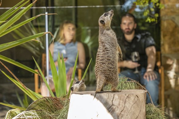 Guests are entertained from the meerkat room.