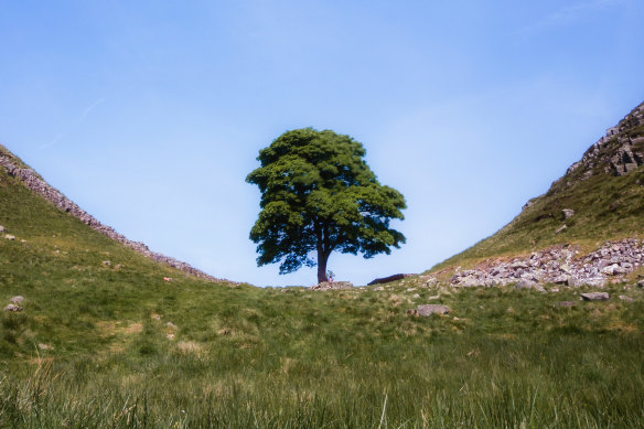 The 300-year-old Sycamore Gap tree on Hadrian’s Wall was a world-famous landmark.