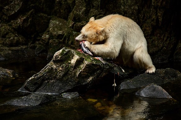 The sacred and elusive spirit bear.