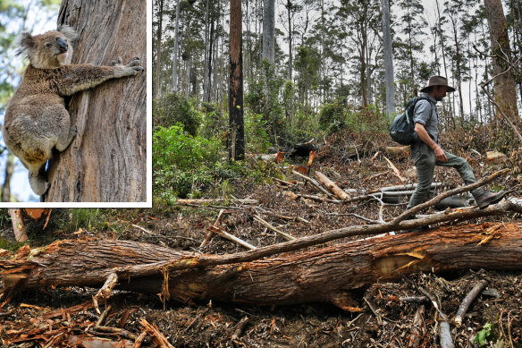 Mark Graham of the Bellingen Nature Company at the Ellis State Forest, south-west of Grafton, where critical, old-growth koala habitat is being logged.