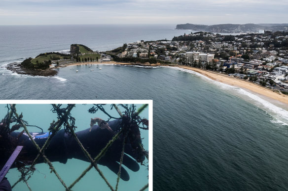 Beaches north of Sydney want to be the first to ditch shark nets after almost 100 years in favour of newer technology that will have less impact on marine animals.