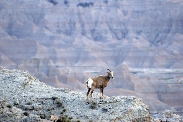 Find a remarkable array of fauna, including bison, bighorn sheep and prairie dogs.