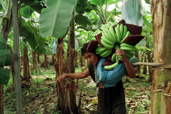A worker carries freshly harvested bananas on a plantation owned by Chiquita Brands near Siquirres, Costa Rica.