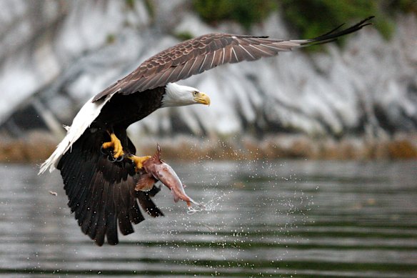 An eagle with its catch.