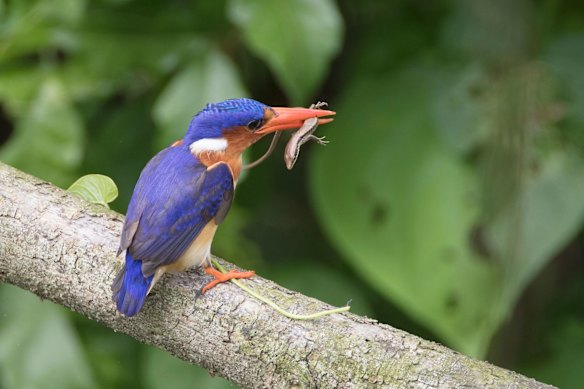 There is an abundance of exotic birdlife in Sao Tome and Principe.
