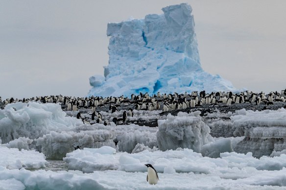 This is a voyage for people who have a passion for Antarctica (and penguins).