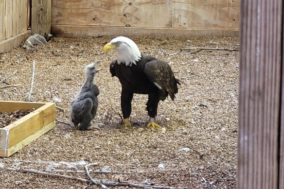 Murphy, a 31-year-old bald eagle, with the chick he bonded with this month at the World Bird Sanctuary in Missouri.