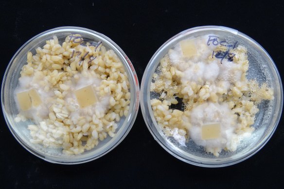 The culprit threatening to wipe out the Cavendish banana: a fungus called Fusarium oxysporum f. sp. cubense.