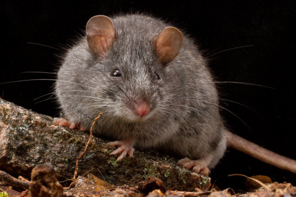 The full genome of the smoky mouse has now been mapped. 