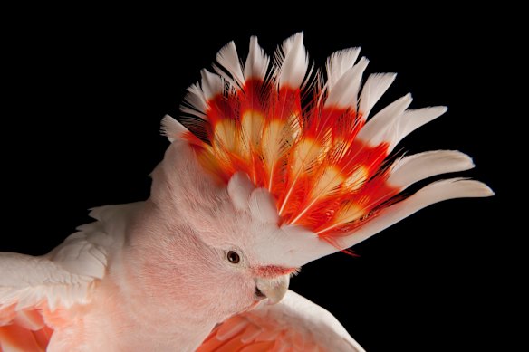 This Joel Sartore image of a pink cockatoo at Parrots in Paradise in the Glass House Mountains was the inspiration for the Brisbane 2032 emblem.